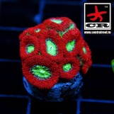 Micromussa CGC Dragon Eye