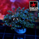 Euphyllia Paradivisa