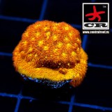 Psammocora Yellow Spot