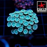 Alveopora