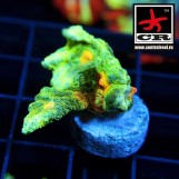 Pectinia Space Invader