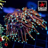 Euphyllia Torch