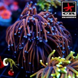 Euphyllia Torch