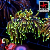 Euphyllia Torch