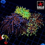 Euphyllia Torch Pack