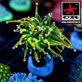 Euphyllia Torch Holy Grail
