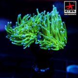 Euphyllia Torch CR Olympic Fire