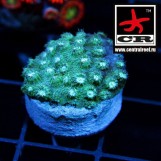 Cyphastrea CR Tamu