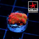 Cyphastrea JF Spellbound