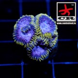 Favia Grape