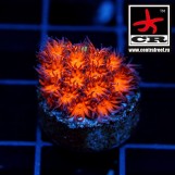 Leptastrea Hairy Honeycomb