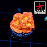 Leptoseris Jack-O-Lantern