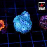 Lithophyllon Blue Eye
