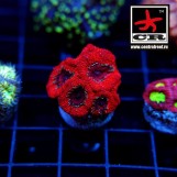 Micromussa CR Blood Rayn