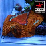 Scolymia