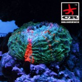 Scolymia