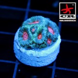 Micromussa CR Joker