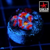 Acanthastrea Lordhowensis CR Fuego
