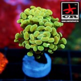 Euphyllia Paraancora CR Yellow Stone