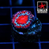 Acanthastrea Lordhowensis CR Fireman