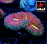 Symphyllia