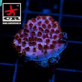 Cyphastrea Skittles Bomb