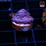 Cyphastrea CR Purple, S
