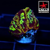 Favia WWC Spitfire