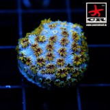 Cyphastrea Grapes of Wrath