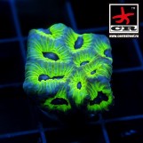 Goniastrea CR Trypophobia