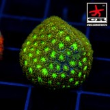 Leptastrea CR Leprechaun
