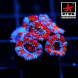 Acanthastrea Lordhowensis CR Fuego