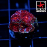 Micromussa CR Splash-Boom-Bang