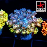 Goniopora Rainbow