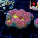 Symphyllia