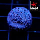 Cyphastrea CR Purple