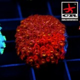 Cyphastrea CGC Grafted