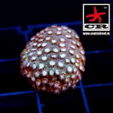 Cyphastrea CandyLand
