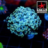 Euphyllia Paraancora Orange