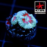 Acanthastrea Lordhowensis CR Narcotic