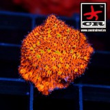 Lithophyllon S3PO