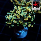 Euphyllia Paraancora CR Blue Rings