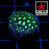 Leptastrea CR Hologram