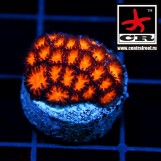 Leptastrea Dark Honeycomb