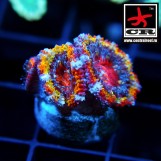 Acanthastrea Lordhowensis CR Rastafari