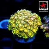 Goniopora Rainbow