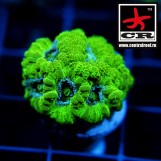 Acanthastrea Lordhowensis CR Emerald City