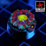 Micromussa CGC Dandelion