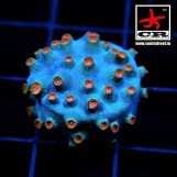 Cyphastrea Meteor Shower