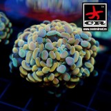 Euphyllia Paraancora CR So Gentle